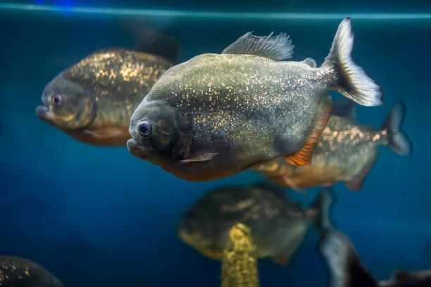 istock tropical fish and exotic animals 1378036411