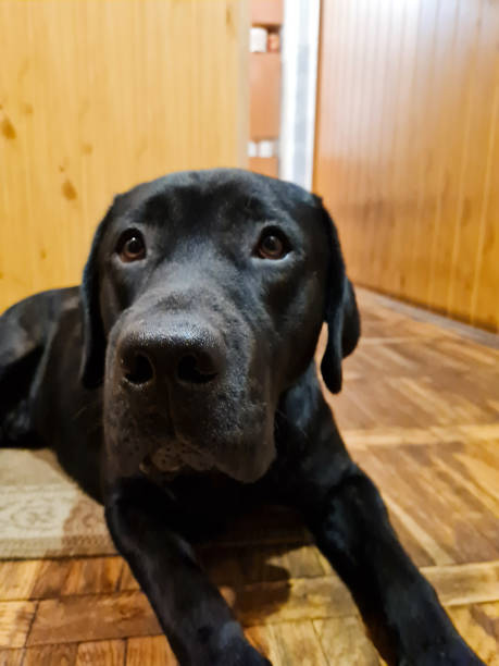 istock Black labrador lying on the floor 1378036417