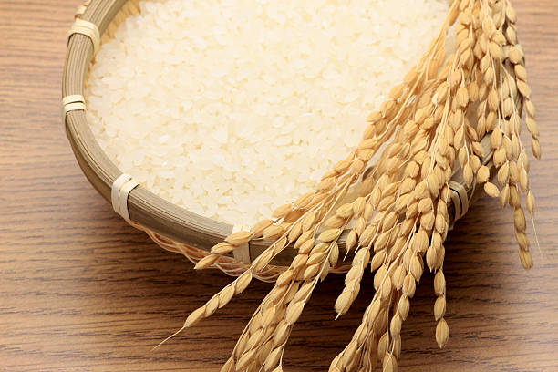 rice – Foto