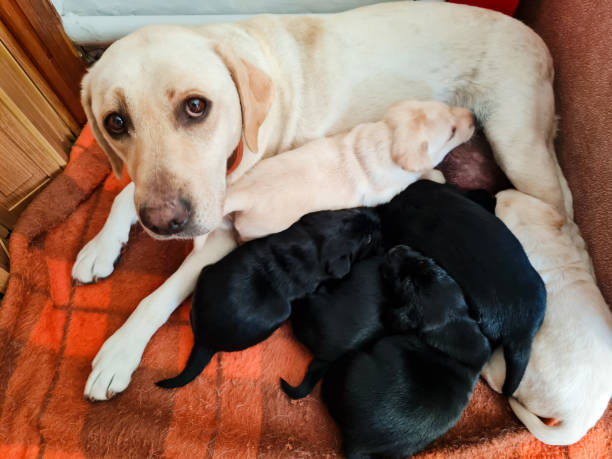 istock White labrador retriever mother with her babies 1378039152