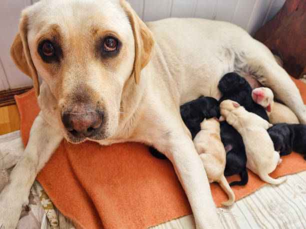 istock Labrador dog feeding her puppies 1378039715