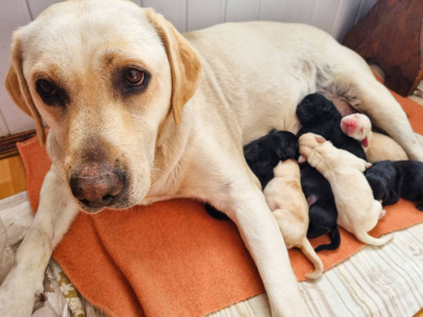 gruppo di cuccioli golden retriever del primo giorno scatto naturale e mamma - puppy young animal dog labrador retriever foto e immagini stock