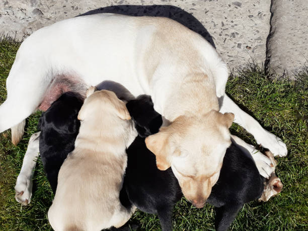 istock Labrador dog feeding her puppies 1378041331