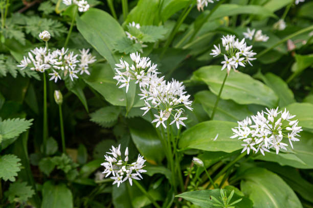 alho selvagem crescendo na floresta de sussex na primavera - ramson - fotografias e filmes do acervo