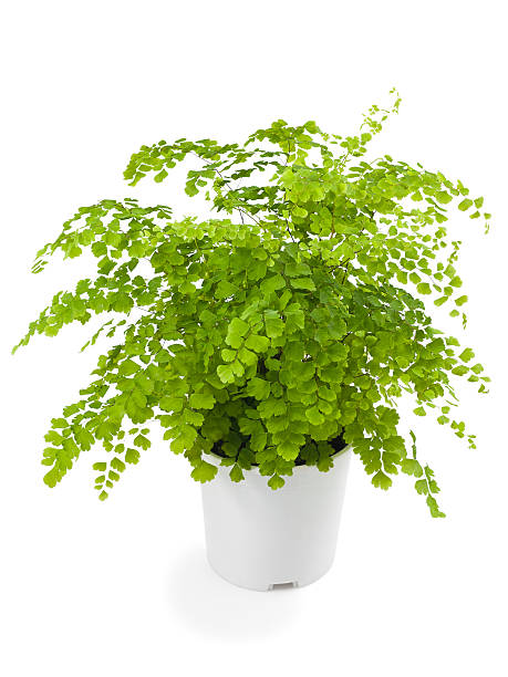 istock adiamtum capillus Veneris; 137804187