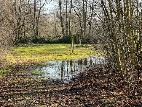 A field with a puddle of water between the trees in winter.