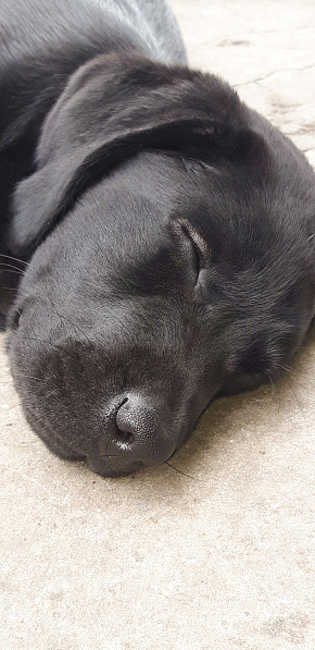 Labrador Napping Black Labrador Puppy Napping Stock Photo - Download Image Now ...