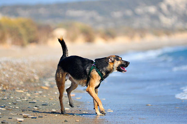 istock dog playning at the beach 137804468
