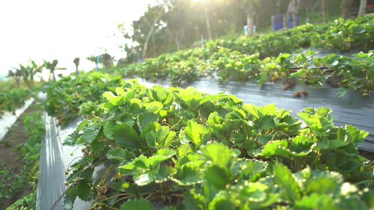 Strawberry farm in the morning