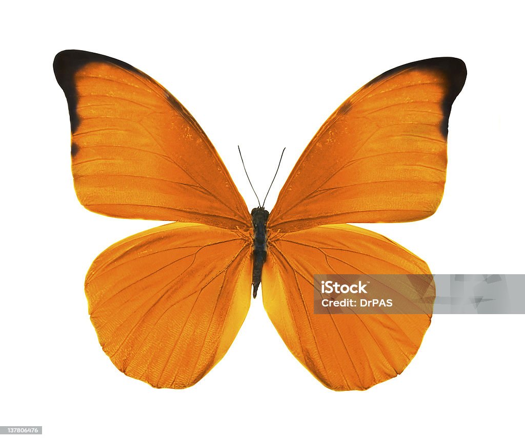 열대 밝은 오렌지 나비 - 로열티 프리 나비 스톡 사진