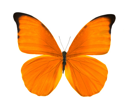 tropical orange butterfly isolated on white background