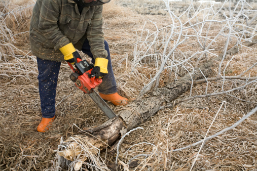 Man in protective gear using chain saw on dead fall covered with  frost.