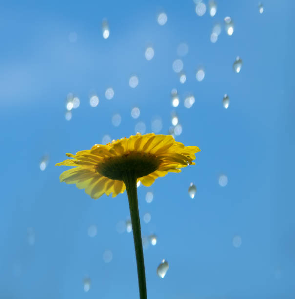 Torrential rain over the yellow Daisy. Lonely Daisy. The view from the bottom