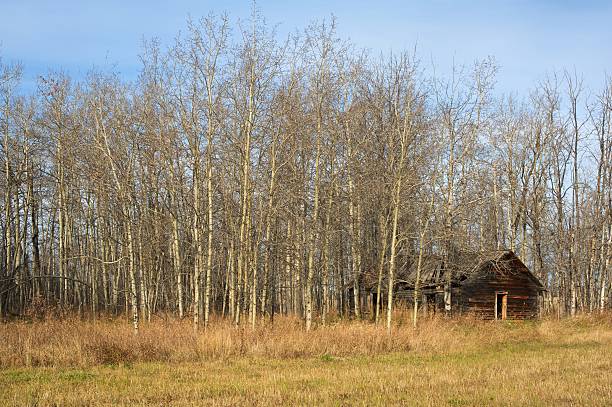 istock old abandoned farm building: log cabin in forest 137806838
