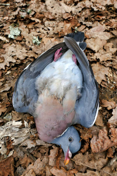 мертвый голубь, берлин - accident animal bird animal body стоковые фото и изображения