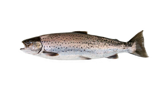 A hybrid of Atlantic salmon (Salmo salar) and Sea trout (Salmo trutta). Morphological features are mixed. Winter coloring smolt-type. Eastern Gulf of Finland, Baltic sea. Fish isolated on white background