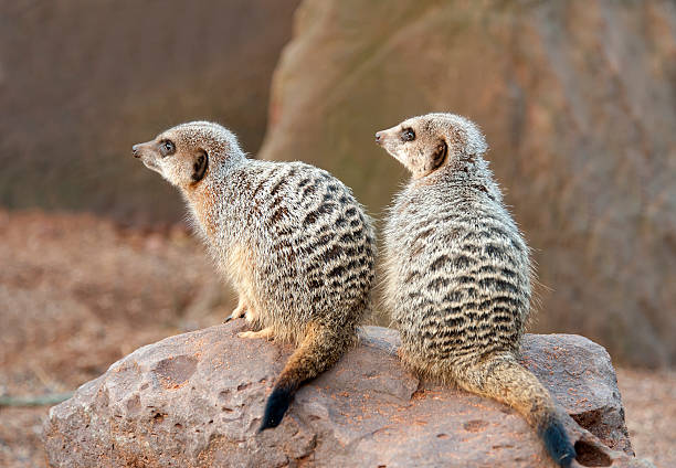 istock Two Meekats on guard duty 137807177