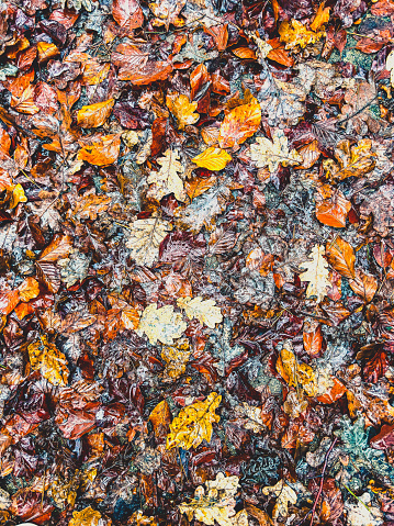 Autumn leaves on the ground as a texture or background.