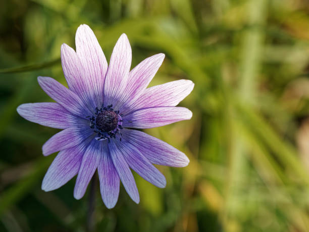 anemone coronaria blue poppy blume hautnah auf buntem hintergrund. - poppy purple flower close up stock-fotos und bilder