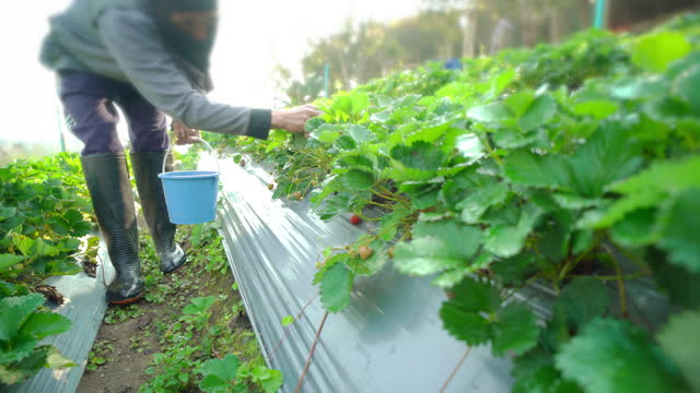 Farmer harvesting strawberries at the strawberry organic farm