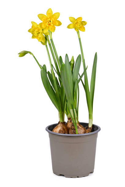 istock Spring flower plant 'Narcissus Clamineus Tete Boucle' 1378089821