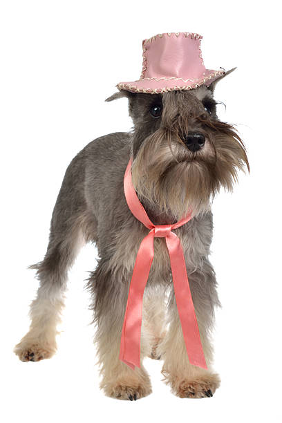 istock Bearded Zwergschnauzer wearing pink hat and tie 137809363
