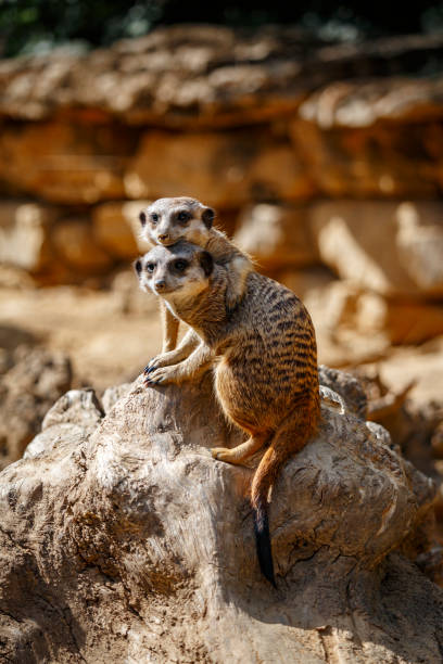 Meerkat Animal Zoo Meeting Stock Photos, Pictures & Royalty-Free Images -  iStock