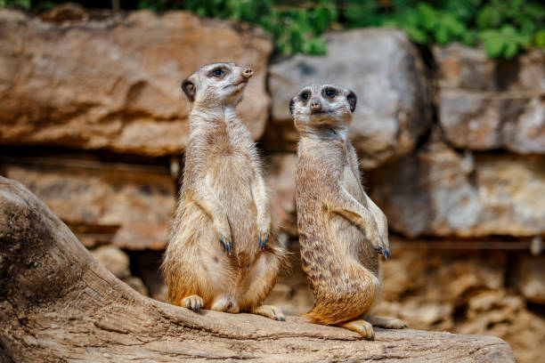 Meerkat Animal Zoo Meeting Stock Photos, Pictures & Royalty-Free Images -  iStock