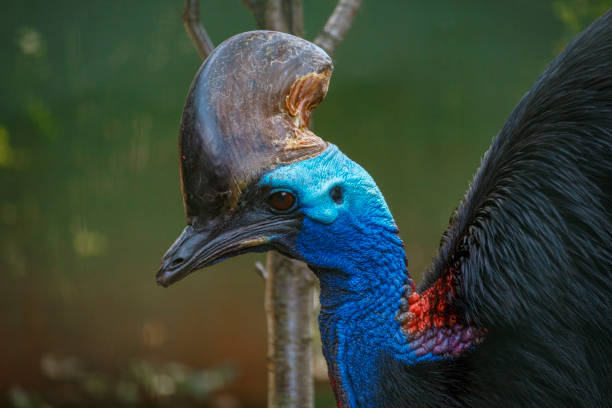 grande uccello cornuto blu dall'aspetto - beak bird blue cassowary foto e immagini stock