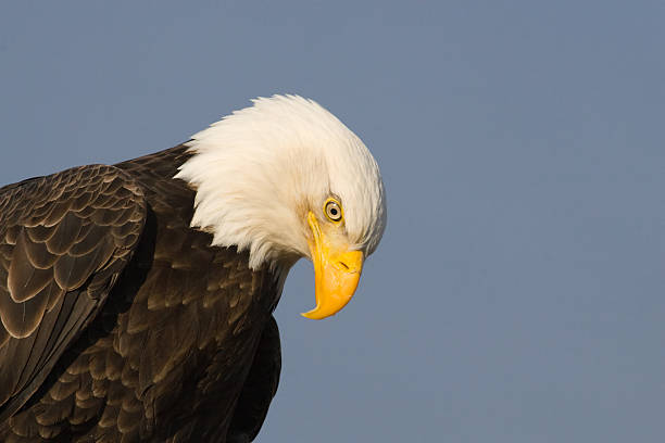 Bald Eagle Profile stock photo