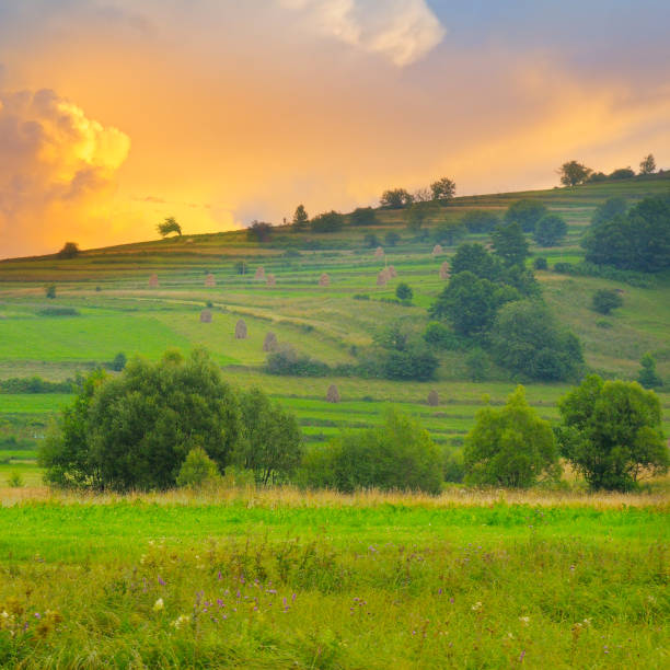 istock Picturesque hills with hayfields and haystacks. Evening . 1378099031