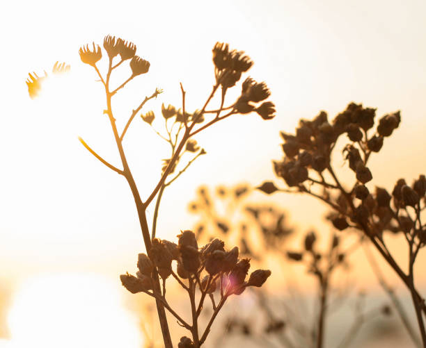 istock golden light through dry flowers 1378100940