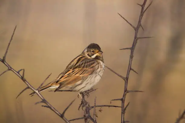 Female reed-bunting perched on a blackthorn bush in the winter late afternoon.  Nice glow from the low sun.