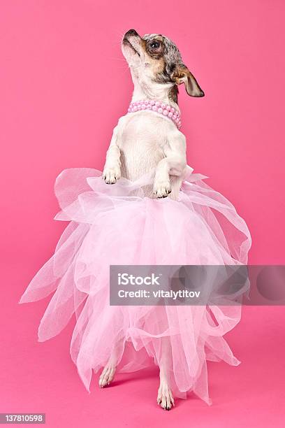 Элегантный Собака Танцы — стоковые фотографии и другие картинки Танцевать - Танцевать, Собака, Цветной фон