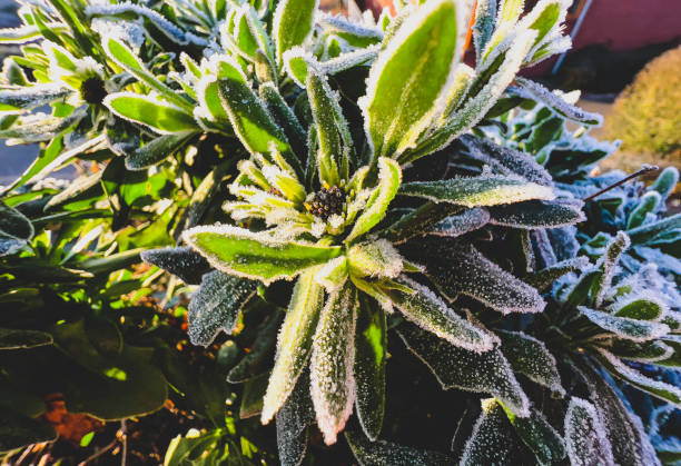 A green frozen plant.