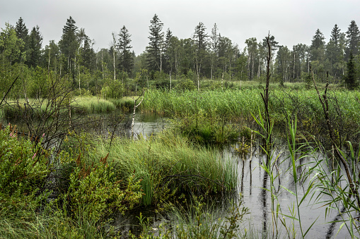 Inzell swamp in the Chiemgau Alps after lots of rain, Inzell, Bavaria, Germany.