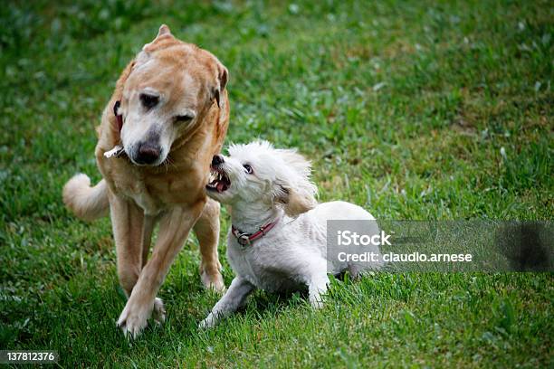 Zwei Hunde Kämpfen Farbe Stockfoto und mehr Bilder von Hund - Hund, Kämpfen, Streiten