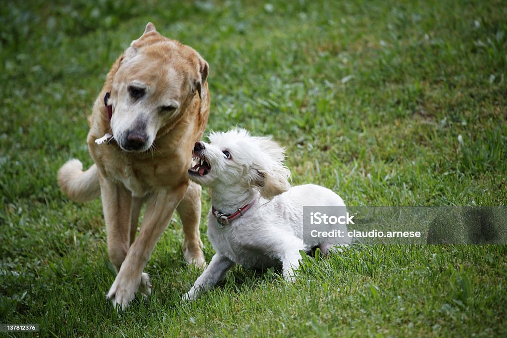 Dois cães luta. Imagem a cores - Foto de stock de Cão royalty-free