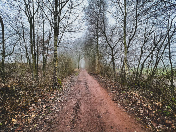 A beautiful path through creepy trees in winter with some fog.