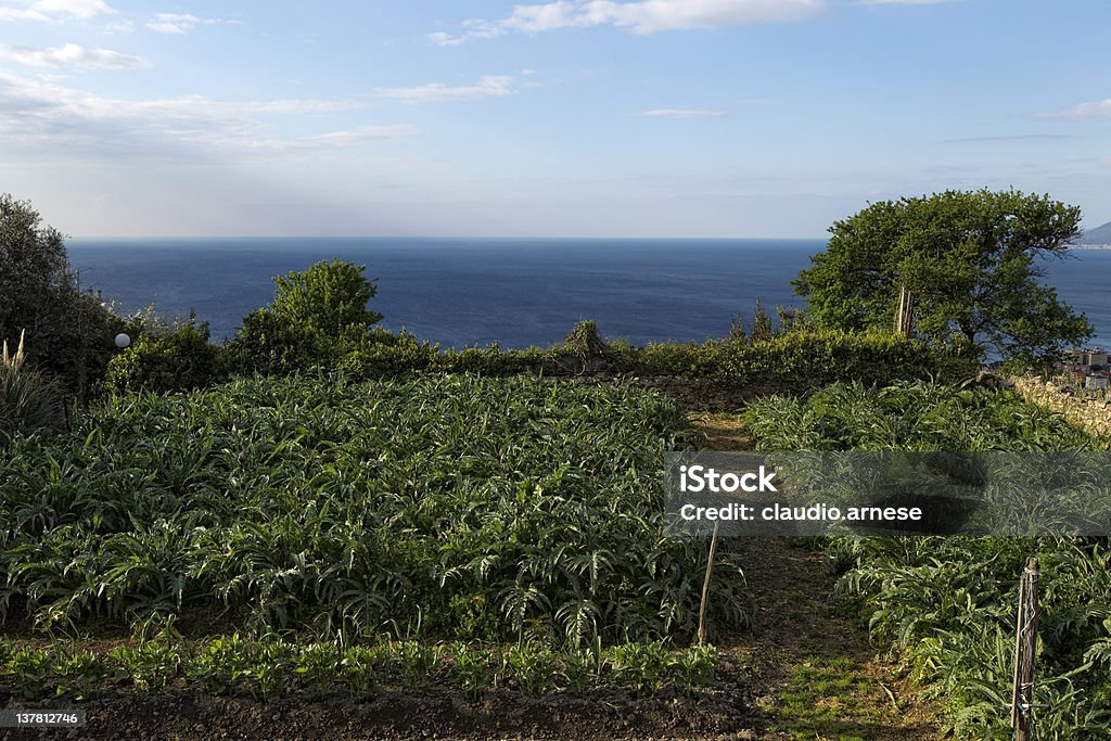 Orto-carciofo. Immagine a colori - Foto stock royalty-free di Agricoltura