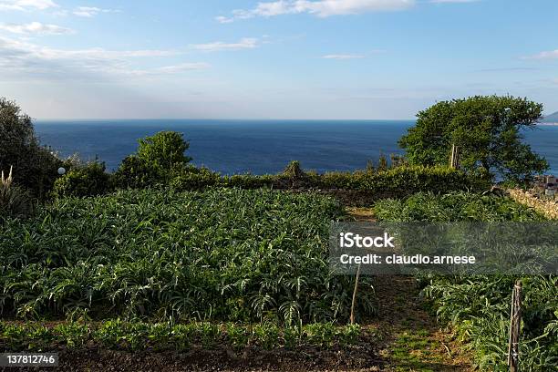 Ortocarciofo Immagine A Colori - Fotografie stock e altre immagini di Agricoltura - Agricoltura, Ambientazione esterna, Campo