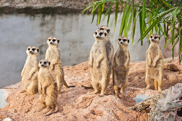 istock Meerkat family 137813004
