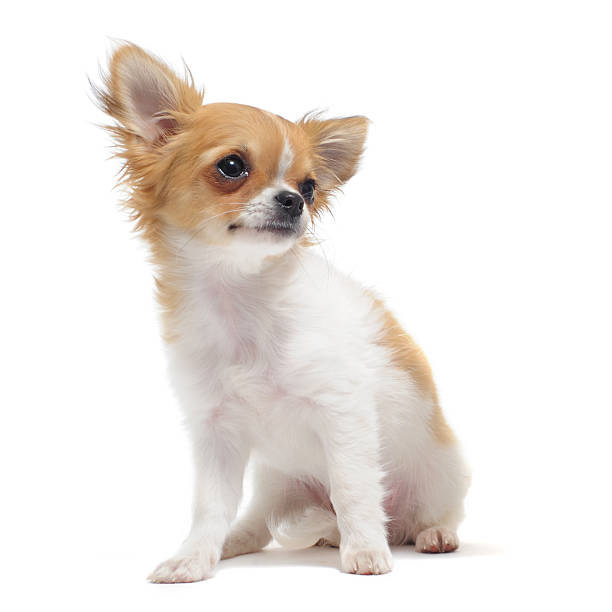 istock puppy chihuahua 137813347