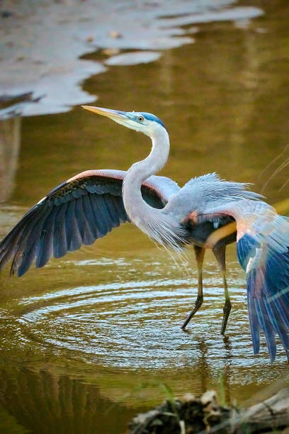 istock Great Blue Heron doing a territorial display at Skidaway Island State Park, GA 1378140643