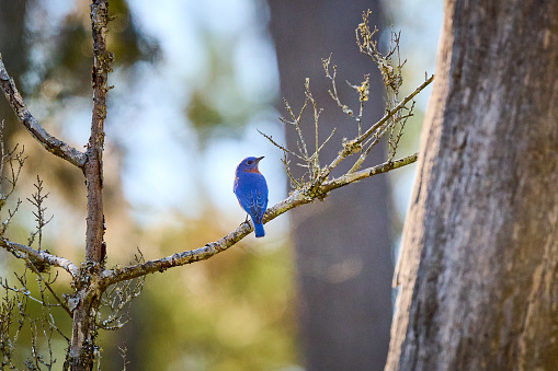 Male Eastern Bluebird perched on a branch at Skidaway Island State Park, GA