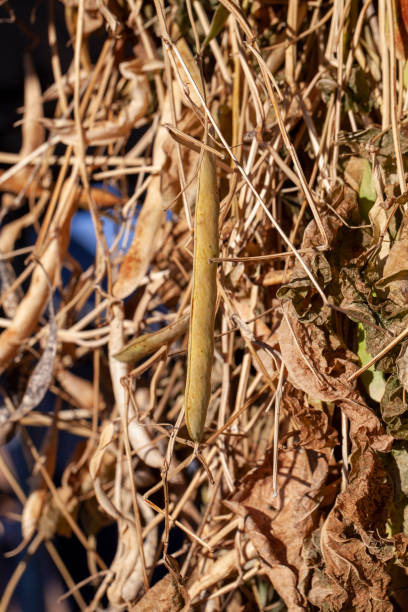 istock harvested beans while drying plants outdoors 1378143359