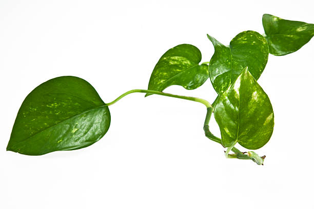 plante grimpante avec fond blanc. image en couleur - ivy houseplant isolated plant photos et images de collection