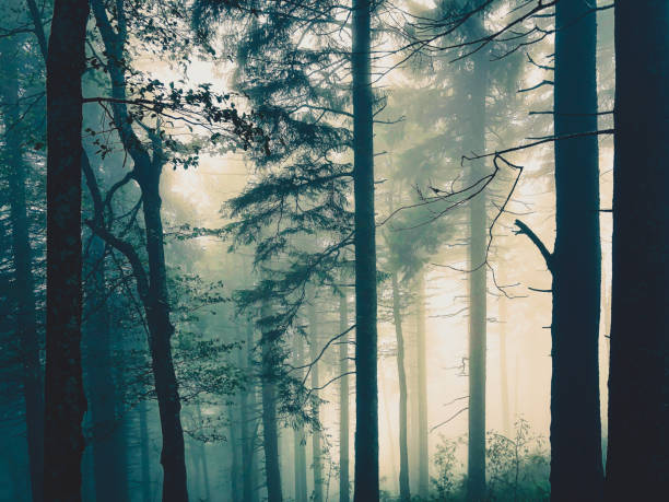 istock The Black Forest in Germany with fog. 1378145508