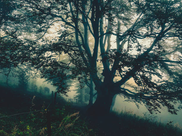 istock Trees in the Black Forest in Germany with fog. 1378146617