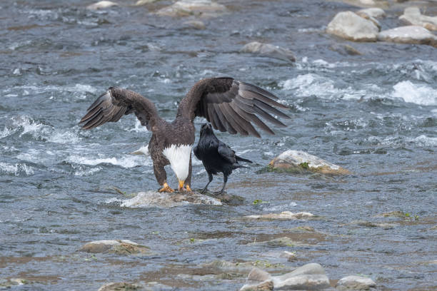 istock Bald Eagle with raven joining in, on river rock with fish in Yellowstone 1378158502